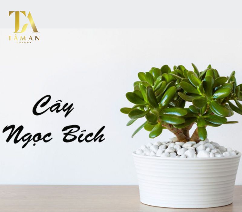 Cây ngọc bích được xem là biểu tượng của sức khỏe