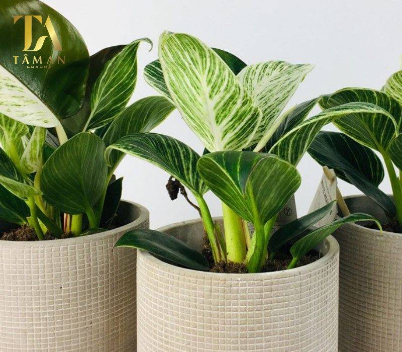 Cây trầu bà đế vương - cây để phòng thờ đẹp 2024