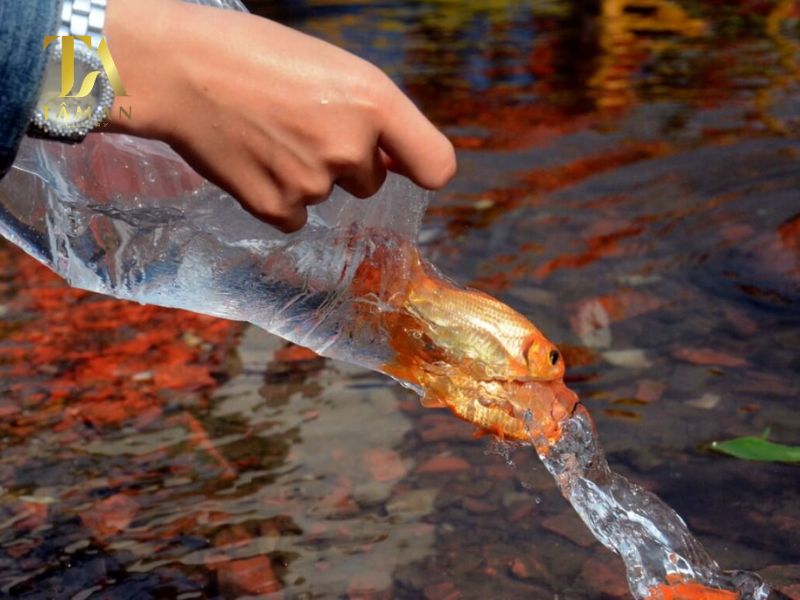 Hướng Dẫn Đọc Văn Khấn Phóng Sinh Đơn Giản, Dễ Hiểu Hướng Dẫn Đọc Văn Khấn Phóng Sinh Đơn Giản, Dễ Hiểu